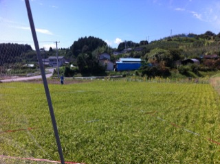 陸前高田田園
